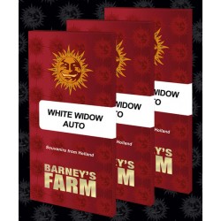 WHITE WIDOW AUTO BARNEYS FARM