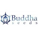 BUDDHA SEEDS BANK